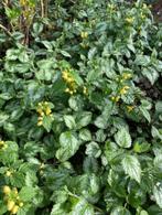 siernetel planten stekjes (gele bloempjes), Jardin & Terrasse, Plantes | Jardin, Printemps, Enlèvement, Couvre-sol, Mi-ombre