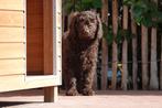 Medium Labradoodle pups, Dieren en Toebehoren, Honden | Retrievers, Spaniëls en Waterhonden, België, Overige rassen, CDV (hondenziekte)