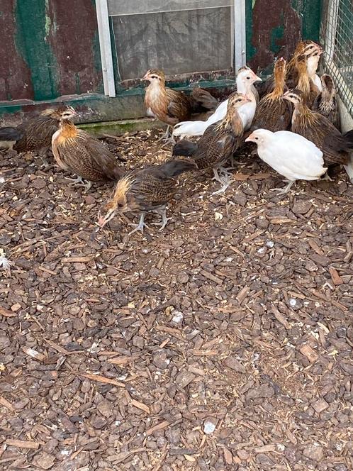 Jonge Onagadori, Dieren en Toebehoren, Pluimvee, Kip, Meerdere dieren