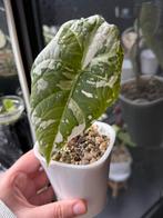 Alocasia maharani albo knol, Groene kamerplant, Ophalen of Verzenden, Halfschaduw, Minder dan 100 cm