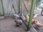 Wyandotte krielen, Dieren en Toebehoren, Pluimvee, Vrouwelijk, Kip