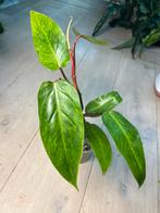 Philodendron Painted Lady, Ophalen of Verzenden
