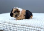 US Teddy Cavia beertje, Mannelijk, Cavia, Tam