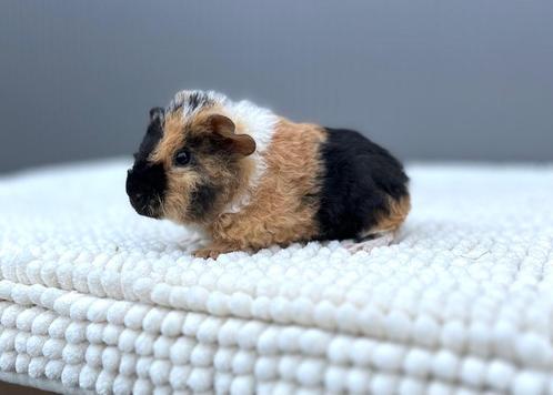 US Teddy Cavia beertje, Dieren en Toebehoren, Knaagdieren, Mannelijk, Cavia, Tam