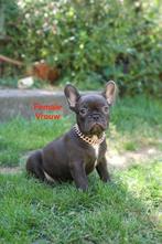 French Bulldog (Ouders aanwezig), België, Particulier, CDV (hondenziekte), 8 tot 15 weken