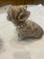 chihuahua pups choco merle t.cup & mini zeer mooie raszuiver, Animaux & Accessoires, Chiens | Chihuahuas & Chiens de compagnie