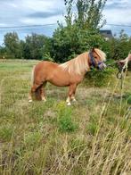 Mini shetlander, Dieren en Toebehoren, Merrie