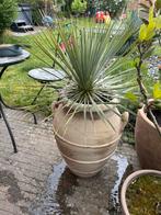 Yucca rostrata met pot, Jardin & Terrasse, Plantes | Jardin, Autres espèces, Enlèvement ou Envoi