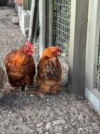 Twee cochinkriel haantjes zoeken elk hun eigen toompje, Dieren en Toebehoren, Pluimvee