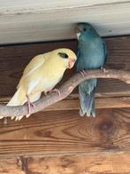 Kalariki’s december 25, geringd, Dieren en Toebehoren, Meerdere dieren, Parkiet, Geringd