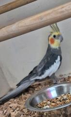 Valkparkiet kan praten niet tam man, Dieren en Toebehoren, Vogels | Parkieten en Papegaaien, Tam