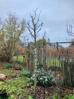 Hoogstam perenboom Beurré Hardy, Ophalen, 250 tot 400 cm, Perenboom