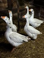 5 ganzen te koop, Dieren en Toebehoren, Pluimvee