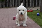 Prachtige Golden retriever pups (ouders aanwezig), Dieren en Toebehoren, Golden retriever, België, CDV (hondenziekte), 8 tot 15 weken