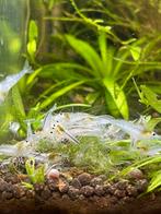 White pearl garnalen, Dieren en Toebehoren, Vissen | Aquariumvissen, Kreeft, Krab of Garnaal, Zoetwatervis, Schoolvis