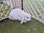 Rex Minilop dwerg hangoor koppeltje, Dieren en Toebehoren, Konijnen, Meerdere dieren, Dwerg, Hangoor, 0 tot 2 jaar
