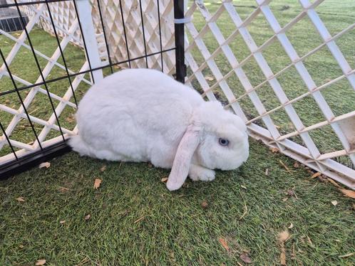 Rex Minilop dwerg hangoor koppeltje, Dieren en Toebehoren, Konijnen, Dwerg, Meerdere dieren, 0 tot 2 jaar, Hangoor