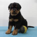 Rottweiler (reuen) - Belgische pups te koop, Dieren en Toebehoren, België, CDV (hondenziekte), 8 tot 15 weken, Meerdere