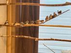 Zebravinken, Dieren en Toebehoren, Vogels | Overige Vogels, Meerdere dieren, Tropenvogel, Geringd
