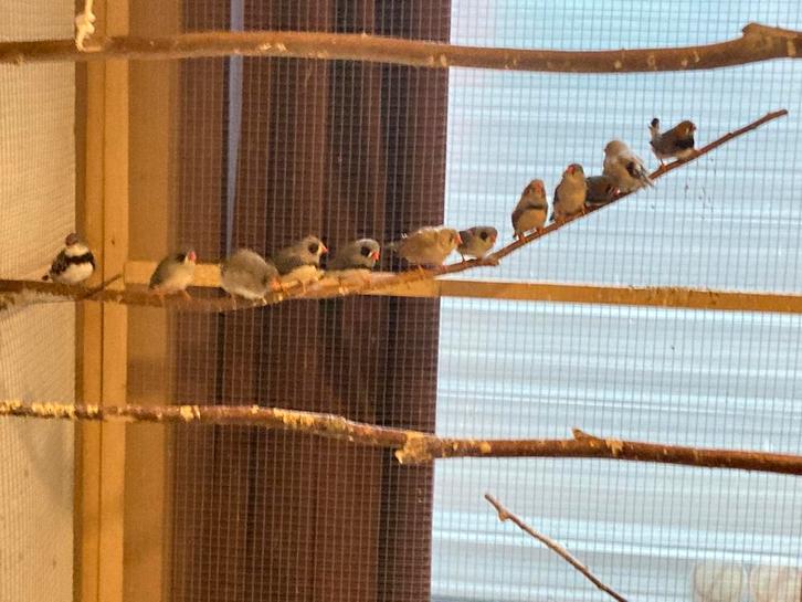 Zebravinken, Dieren en Toebehoren, Vogels | Overige Vogels, Tropenvogel, Meerdere dieren, Geringd