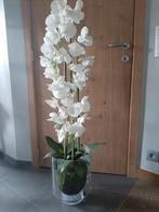 MOOIE ORCHIDEE PLANT, Huis en Inrichting, Ophalen, Zo goed als nieuw