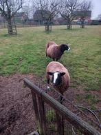 Schapen, Dieren en Toebehoren, Schapen, Geiten en Varkens, Mannelijk, Schaap, 3 tot 5 jaar