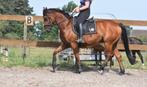 Knappe , eerlijke 5 jarige, bruine ruin, Dieren en Toebehoren, Pony's, B, Ruin, 3 tot 6 jaar, Recreatiepony