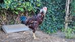 Orloff hoen, Dieren en Toebehoren