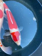 3 staps Kohaku Nisai van Momotaro 54cm, Dieren en Toebehoren, Vissen | Vijvervissen, Karper of Koi