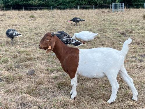 Prachtig boergeit mieke met stamboom, Dieren en Toebehoren, Schapen, Geiten en Varkens, Geit, Vrouwelijk, 0 tot 2 jaar