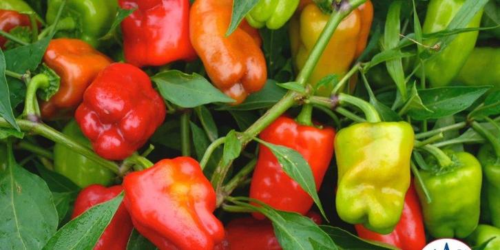 Cayun Belle - Peper zaden, Tuin en Terras, Bloembollen en Zaden, Verzenden