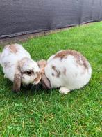 2 zusje konijn, Vrouwelijk, Middelgroot, Hangoor, 0 tot 2 jaar