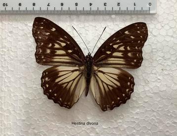 Hestina devona, vlinders voor collectie  beschikbaar voor biedingen