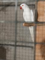 Halsbandparkiet, Dieren en Toebehoren, Vogels | Parkieten en Papegaaien, Geringd