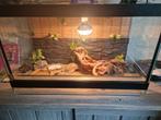 Terrarium avec  gecko, Comme neuf, Enlèvement ou Envoi