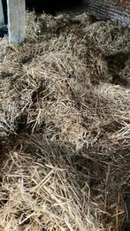 Los stro, Dieren en Toebehoren, Ophalen