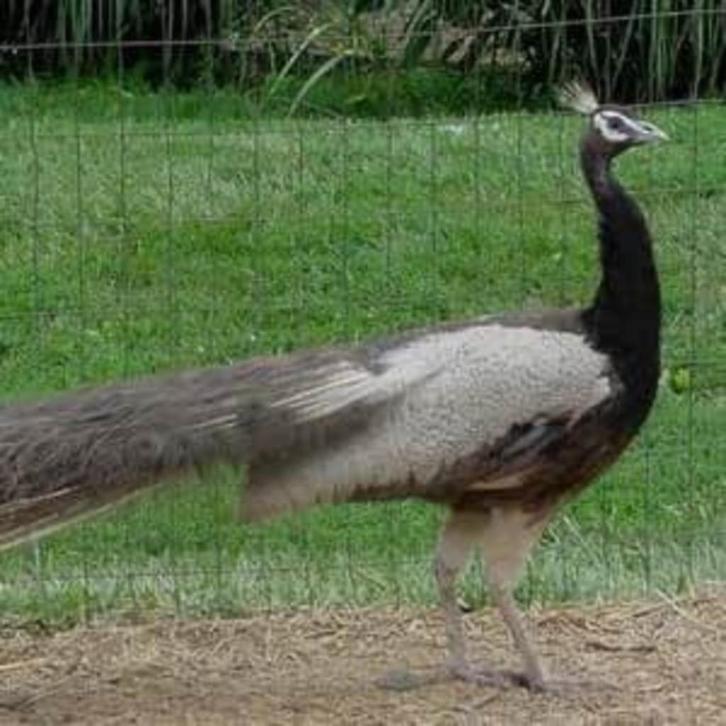 opaal pauw haan @ paradijshof, Dieren en Toebehoren, Pluimvee, Overige soorten, Mannelijk