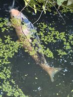 Koi ca 35cm en 15-tal goudvissen gratis erbij, Animaux & Accessoires, Poissons | Poissons d'étang, Poisson(s) rouge(s)