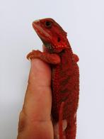 Red monster bloodline, Dieren en Toebehoren, Reptielen en Amfibieën