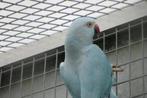 Halsband parkieten, Meerdere dieren, Parkiet, Geringd