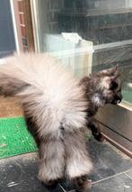 In optie tot Zondag! Maine Coon  katertje met stamboom!, Kater, Gechipt, 0 tot 2 jaar