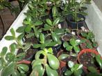 Crassula ovata of Jadeplant een sterke kamerplant, Maison & Meubles, Plantes d'intérieur, Plante à fleurs, Plein soleil, Enlèvement