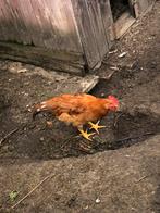 Jonge haan, Dieren en Toebehoren, Mannelijk, Kip