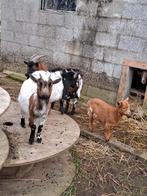 Petite famille de chèvres, Dieren en Toebehoren, Schapen, Geiten en Varkens, Vrouwelijk