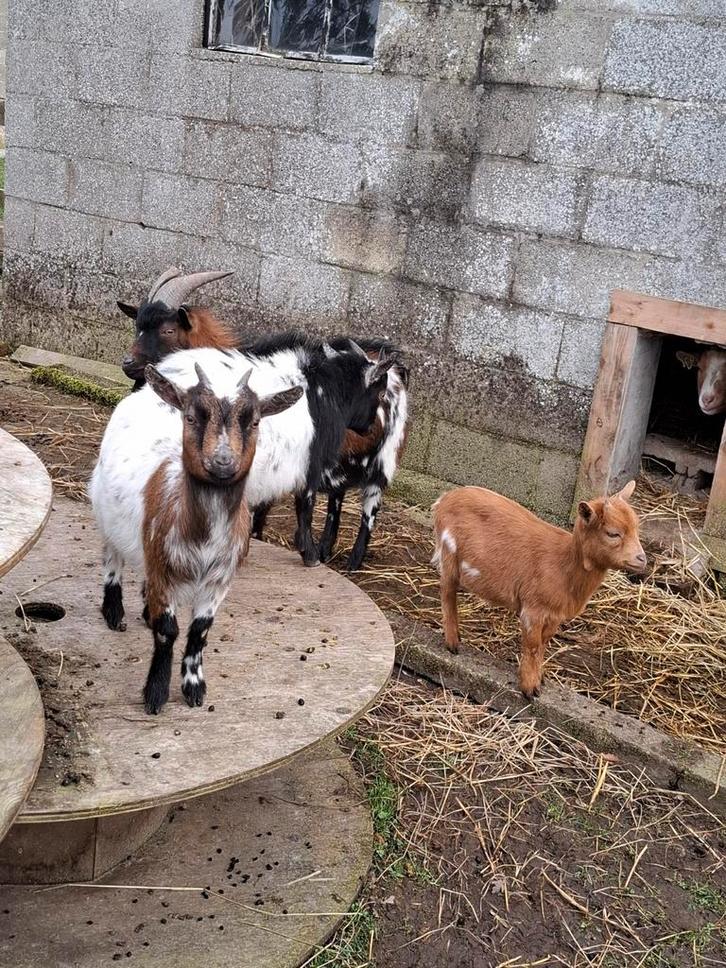 Petite famille de chèvres, Dieren en Toebehoren, Schapen, Geiten en Varkens, Vrouwelijk
