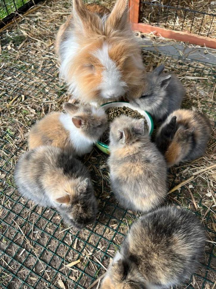 dwergkonijnen, Dieren en Toebehoren, Konijnen, Dwerg, Geslacht onbekend, 0 tot 2 jaar