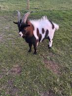 Mini dekbokje, Dieren en Toebehoren, Schapen, Geiten en Varkens