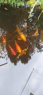 5 grote Koi te koop 30-50 cm, Dieren en Toebehoren, Vissen | Vijvervissen, Karper of Koi