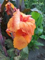 Canna, Tuin en Terras, Bloembollen en Zaden, Ophalen, Volle zon, Knol