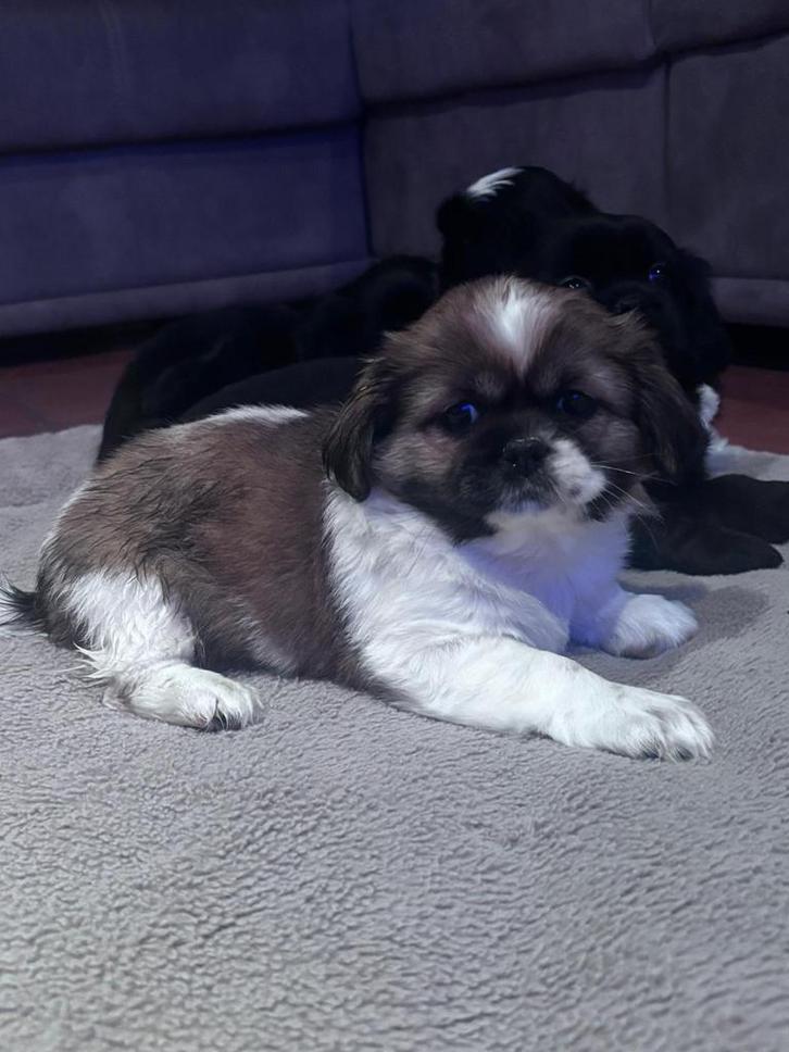 Kruising tussen shitzu en cavalier, Dieren en Toebehoren, Honden | Chihuahua's en Gezelschapshonden, Meerdere dieren, Overige rassen